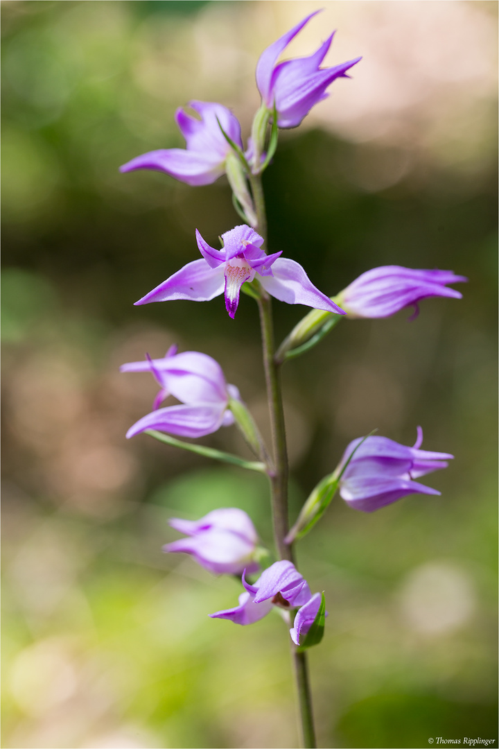 Rotes Waldvöglein (Cephalanthera rubra)