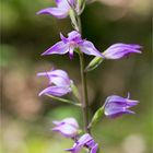 Rotes Waldvöglein (Cephalanthera rubra)