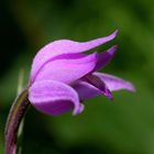 Rotes Waldvöglein (Cephalanthera rubra)