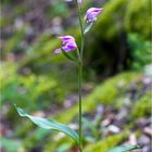 Rotes Waldvöglein (Cephalanthera rubra)..