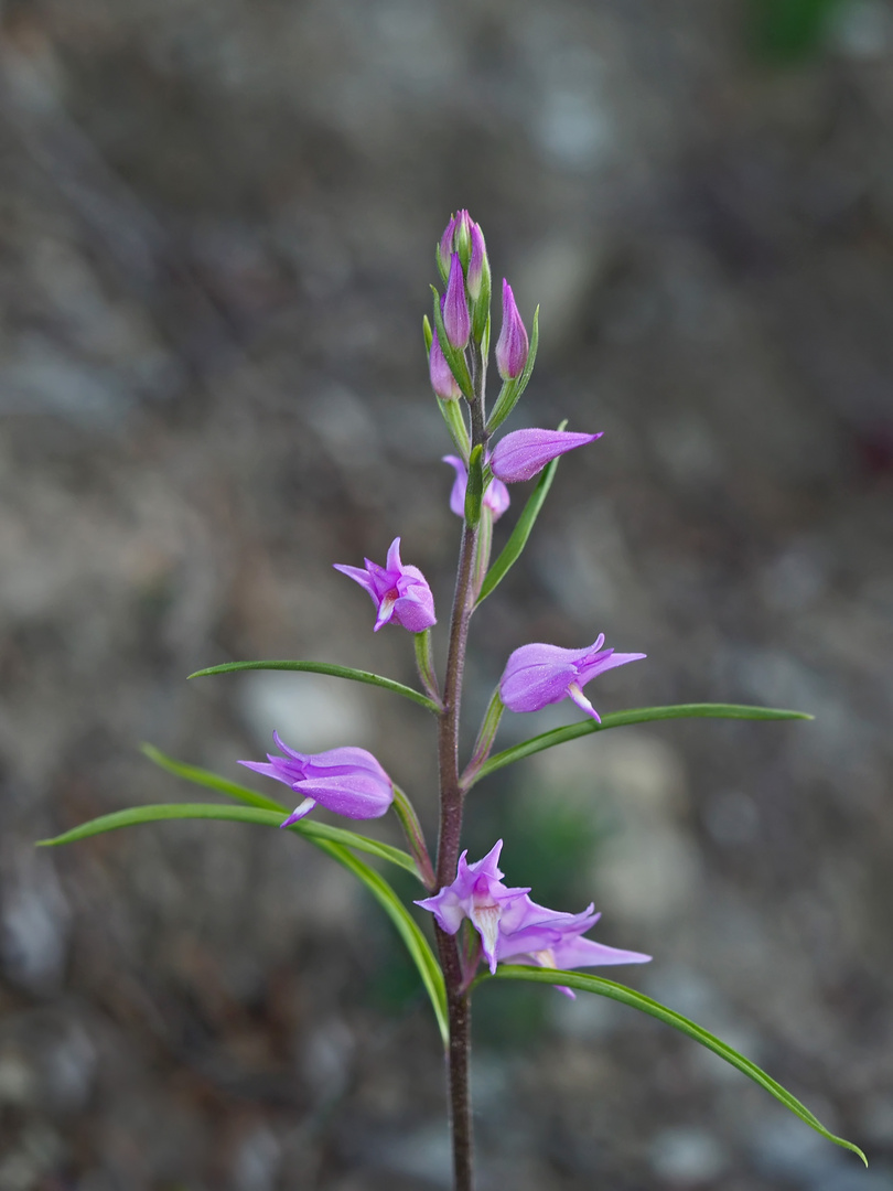 Rotes Waldvöglein (Cephalanthera rubra). - La céphalanthère rouge.