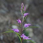 Rotes Waldvöglein (Cephalanthera rubra). - La céphalanthère rouge.