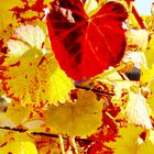 Rotes Weinblatt im Gegenlicht