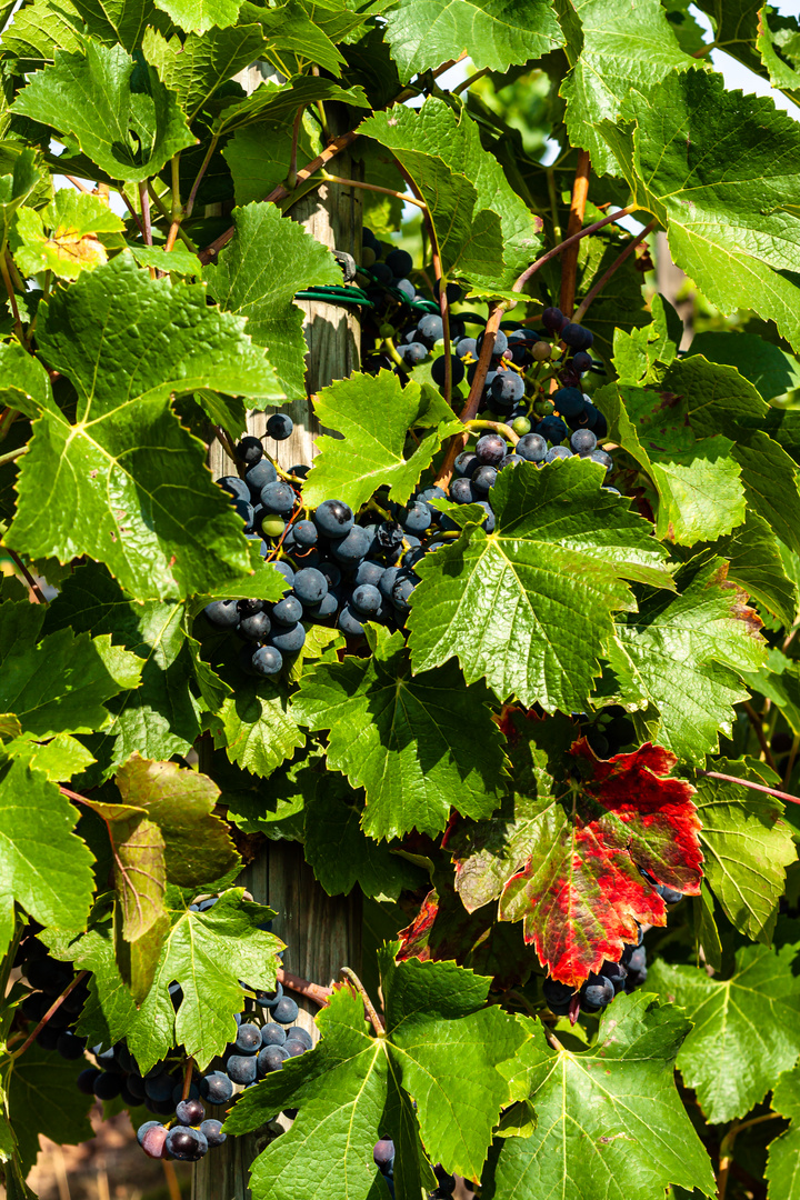 rotes Weinblatt_Remshalden_Remstal