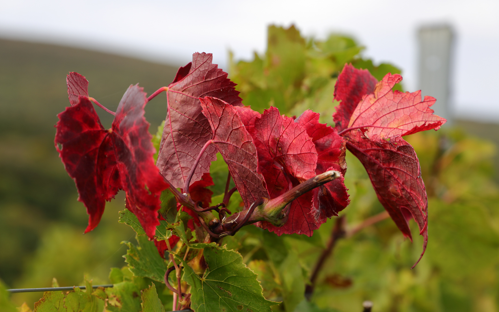 Rotes Weinlaub