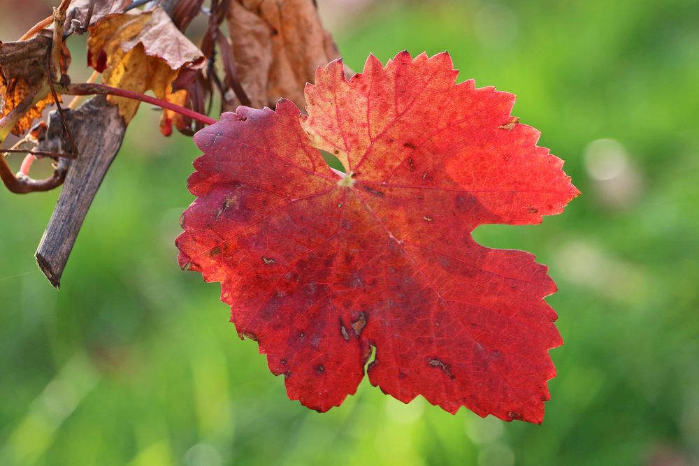 Rotes Weinlaub