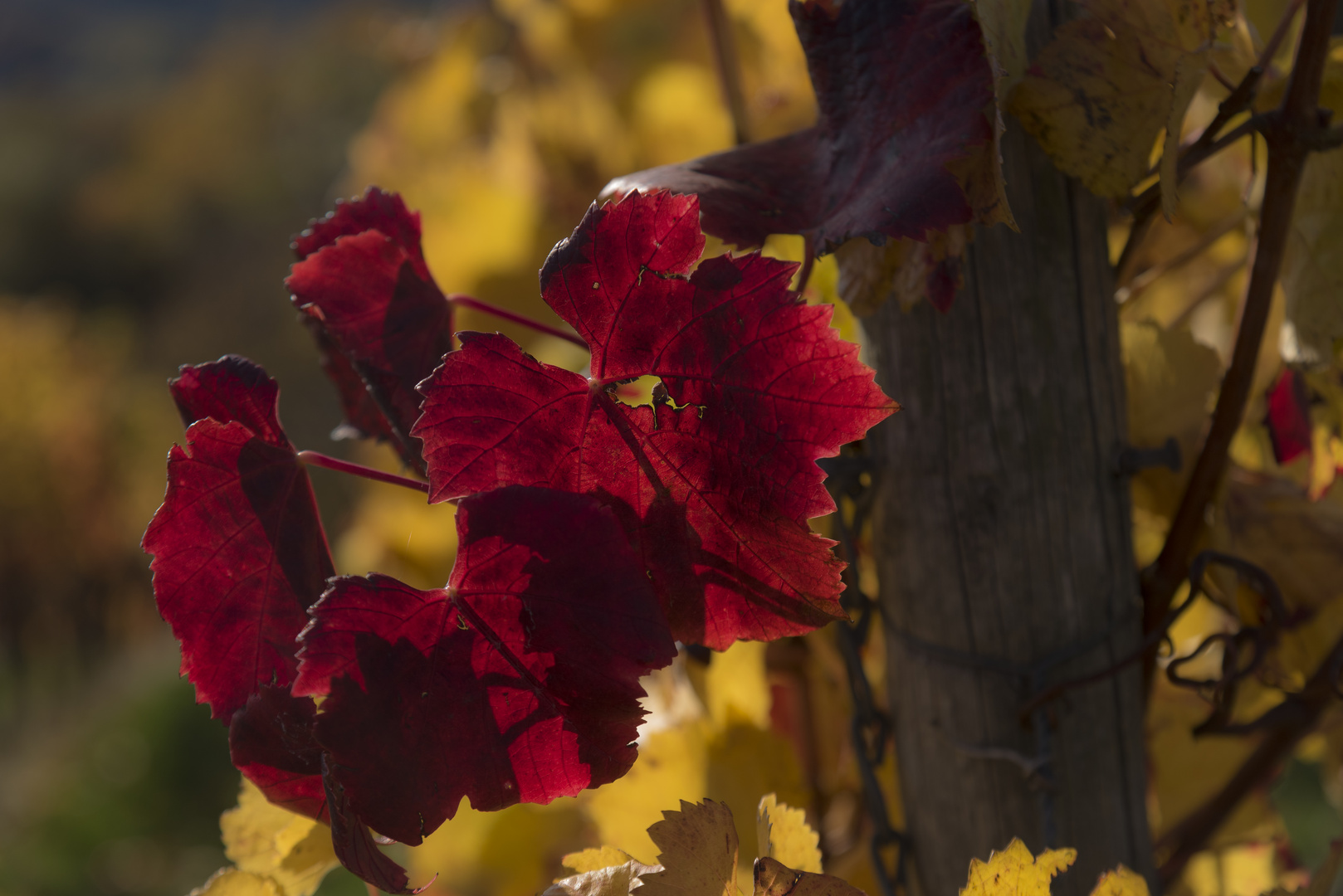 Rotes Weinlaub