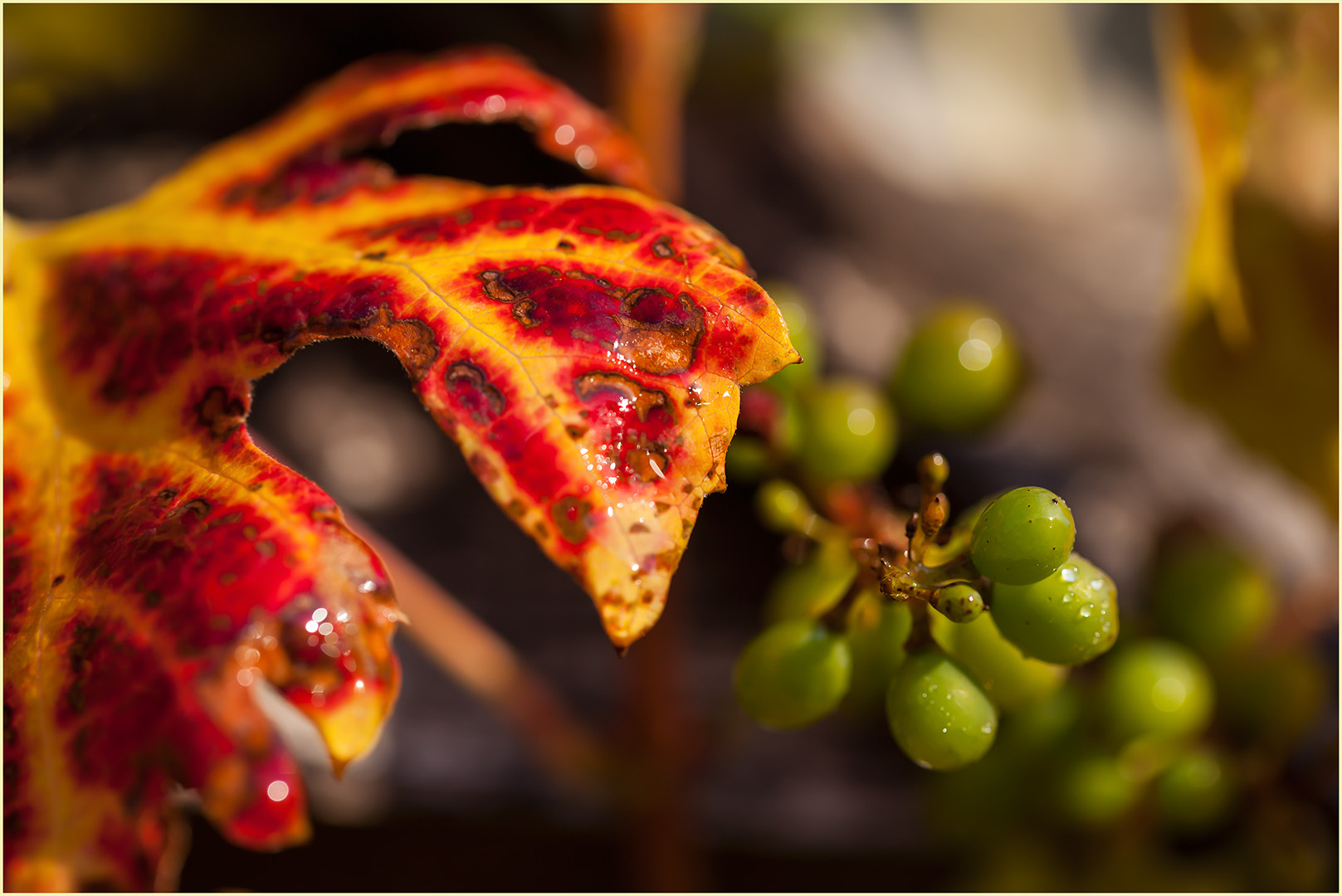 Rotes Weinlaub