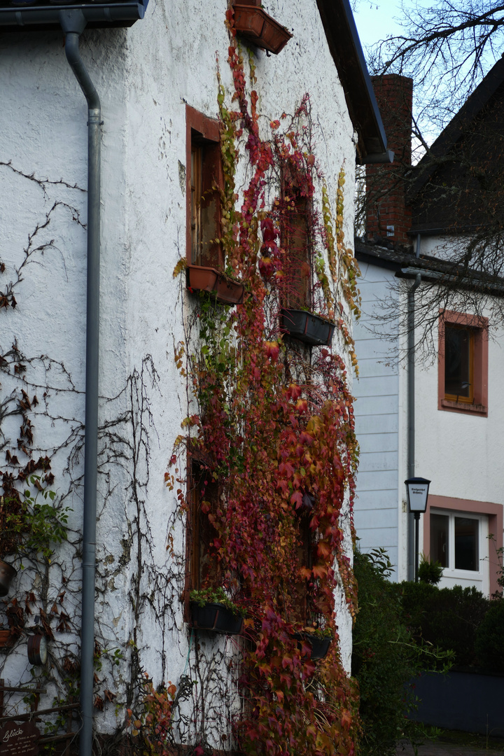 Rotes Weinlaub an der Hauswand