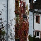 Rotes Weinlaub an der Hauswand