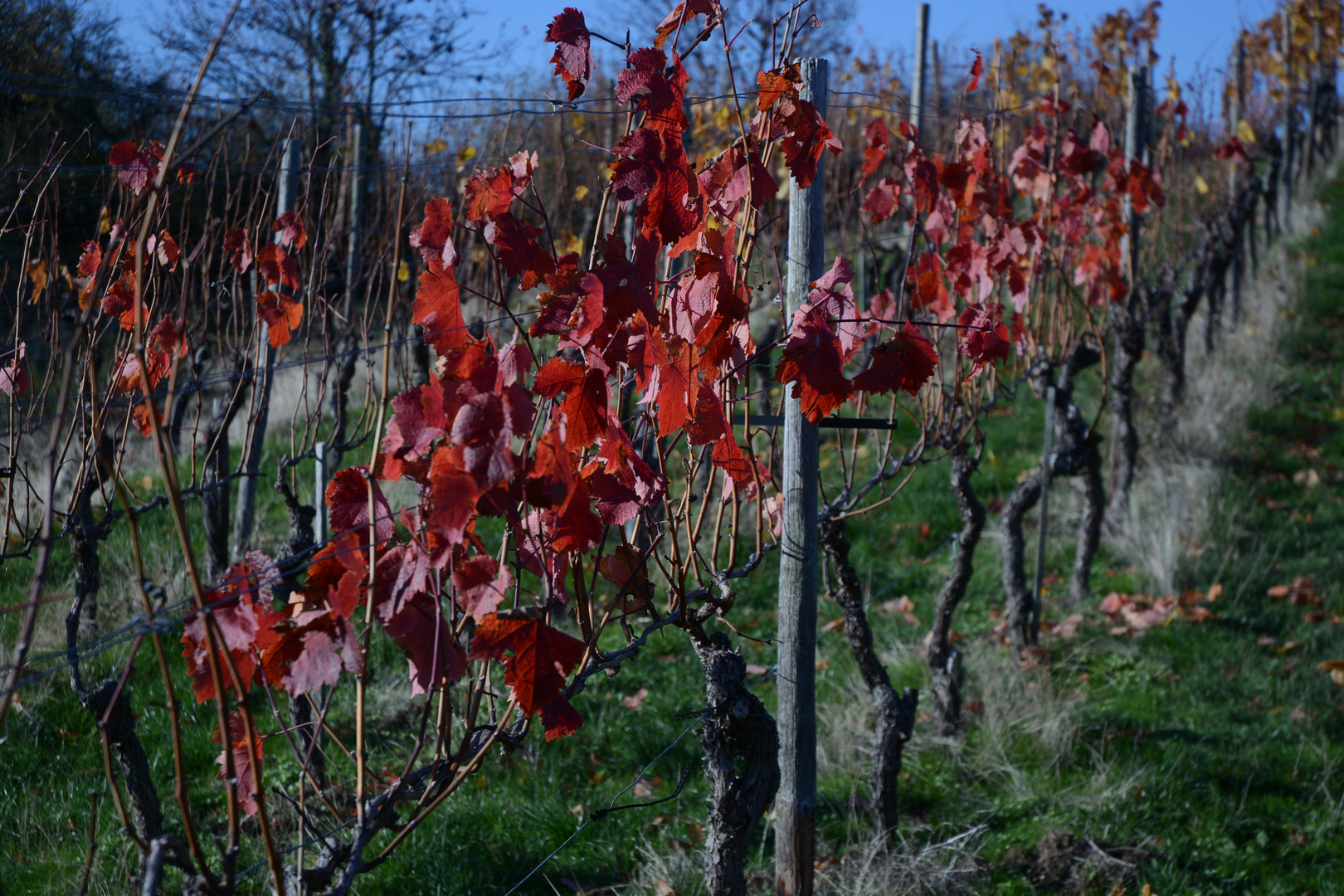 Rotes Weinlaub