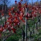 Rotes Weinlaub