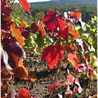 Rotes Weinlaub im Herbst