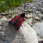 Rotes Widderchen - Blutströpfchen (Zygaenidae)