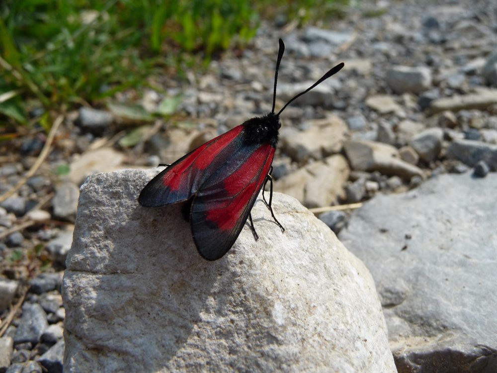 Rotes Widderchen - Blutströpfchen (Zygaenidae)