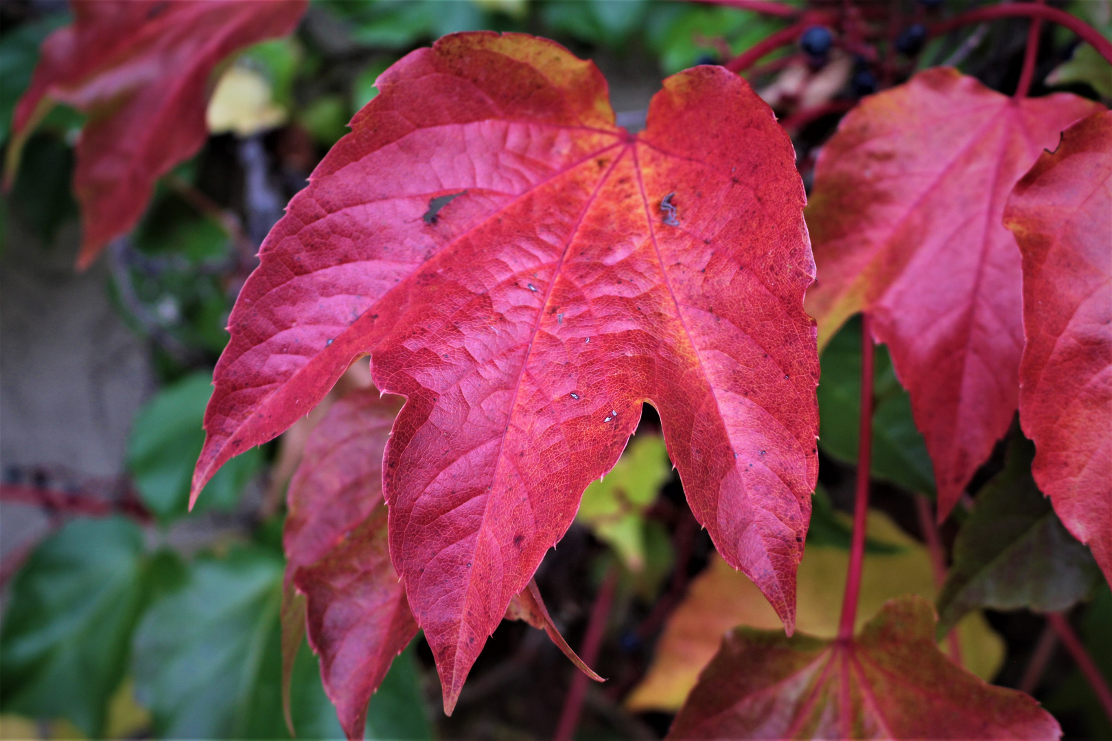 Rotes Wilderwein Blatt