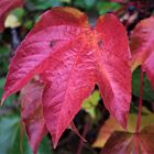 Rotes Wilderwein Blatt