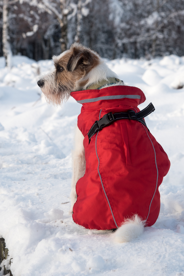 Rotes Wintermäntelchen