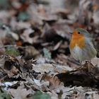 Rotes Wühlkehlchen