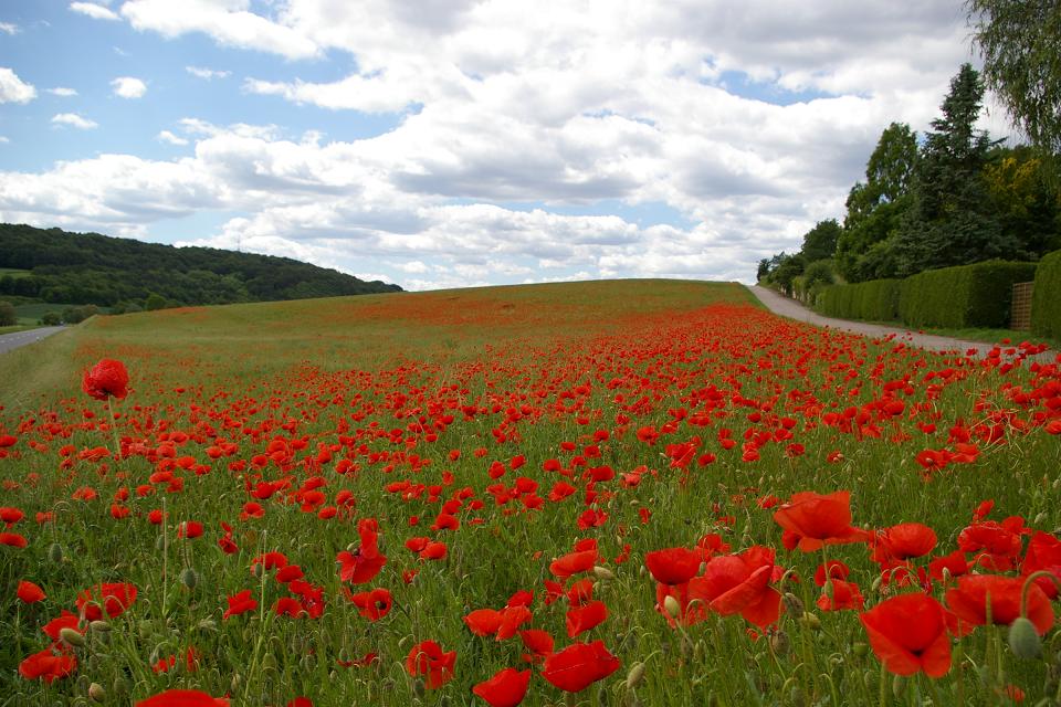 Rotes Wunder