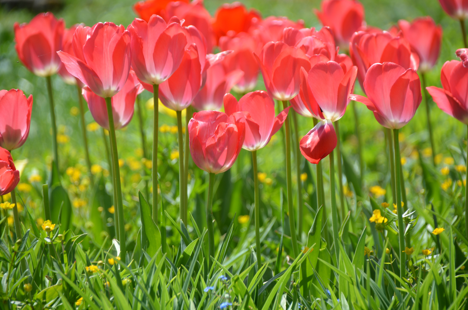 RoteTulpen