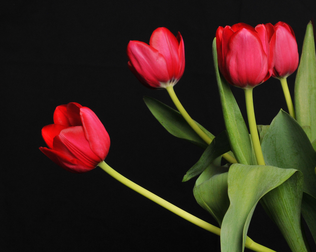 roteTulpen auf schwarz