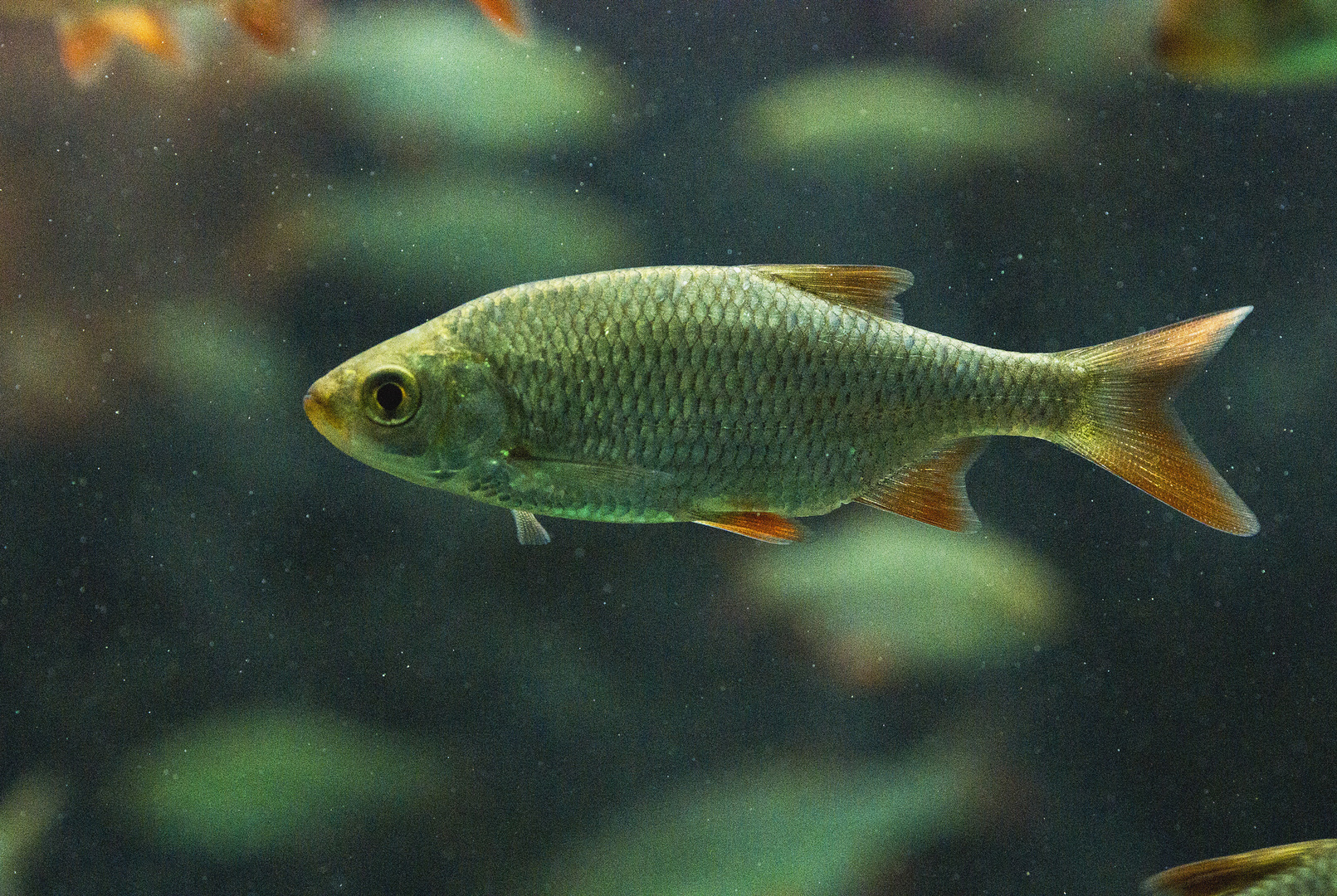 Rotfeder - fotografiert im Aquarium des Tiergartens in Straubing