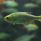 Rotfeder - fotografiert im Aquarium des Tiergartens in Straubing