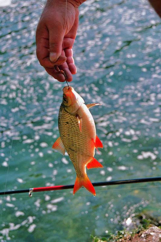 "Rotfeder" gefangen am Rheinfall (catch & release)