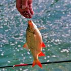 "Rotfeder" gefangen am Rheinfall (catch & release)