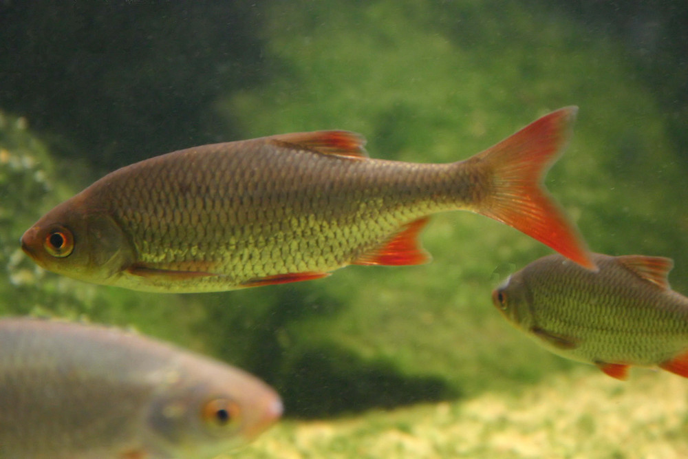 Rotfeder im Nordsee Aquarium auf Borkum