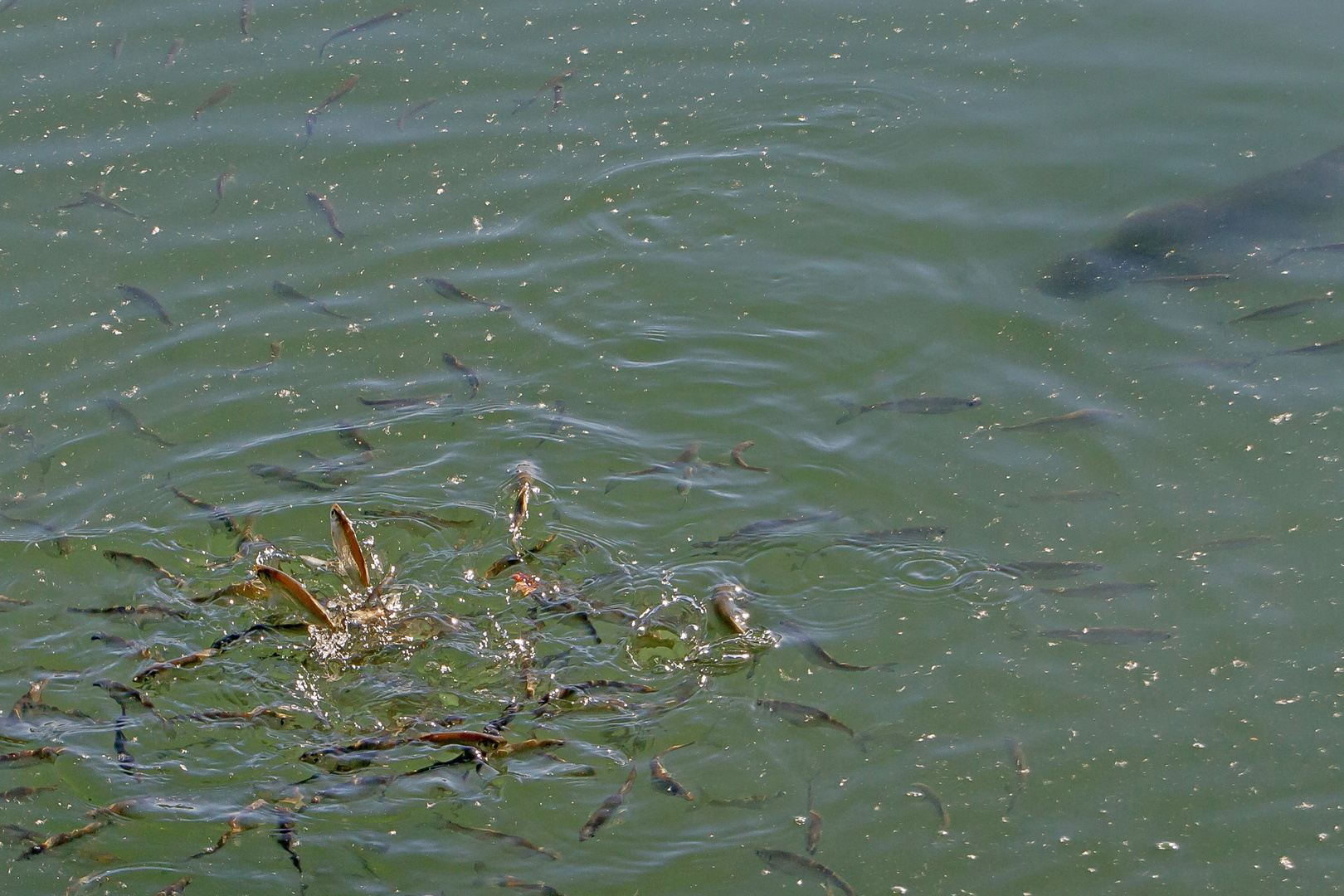 Rotfeder, Laube und von rechts oben nähert sich ein Raubfisch