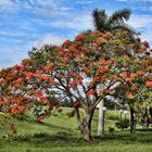 Rotfeuer-Baum