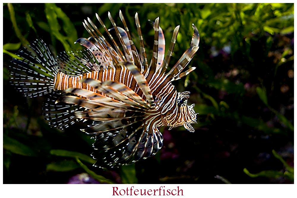 ~ Rotfeuerfisch ~