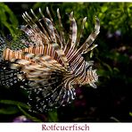 ~ Rotfeuerfisch ~