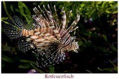 ~ Rotfeuerfisch ~