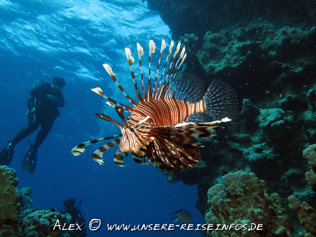 Rotfeuerfisch Ägypten Marsa Alam