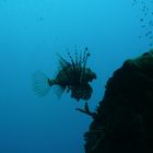 Rotfeuerfisch an einem Schiffswrack vor Hurghada