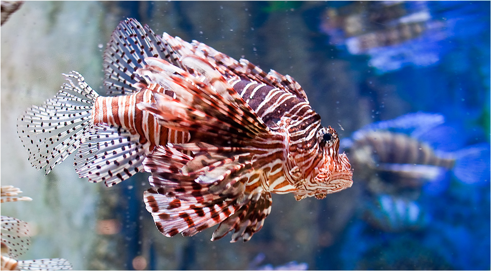 ROTFEUERFISCH AQUARIUM DUBAI MALL