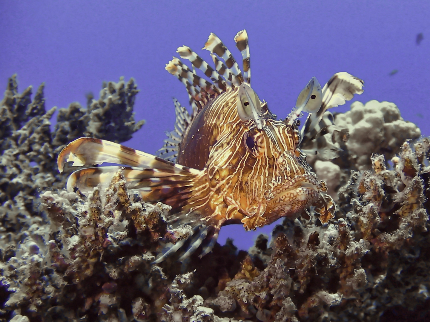 Rotfeuerfisch auf dem Riff