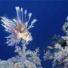 Rotfeuerfisch bei Shaab Marsa Alam