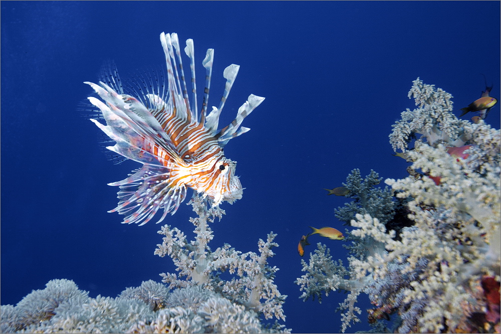 Rotfeuerfisch bei Shaab Marsa Alam