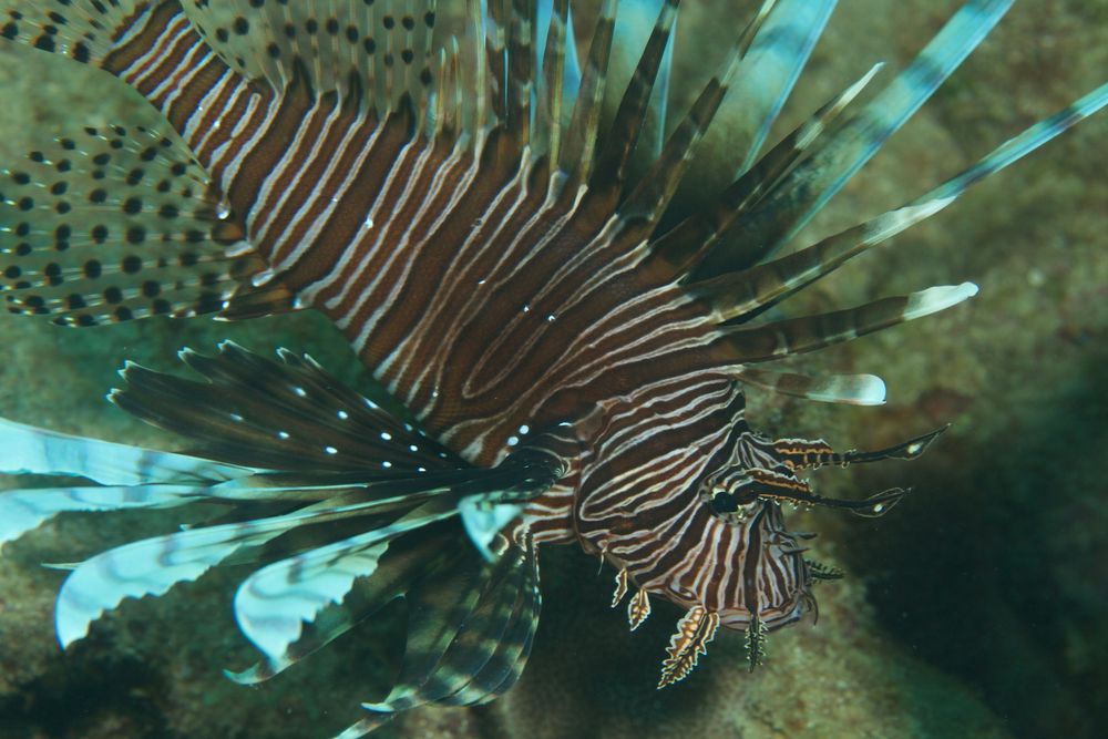 Rotfeuerfisch der eingeschleppte Räuber