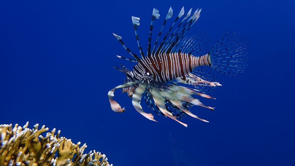 Rotfeuerfisch im Roten Meer