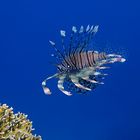 Rotfeuerfisch im Roten Meer