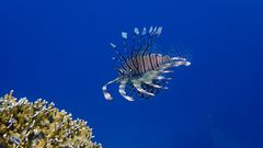 Rotfeuerfisch im Roten Meer