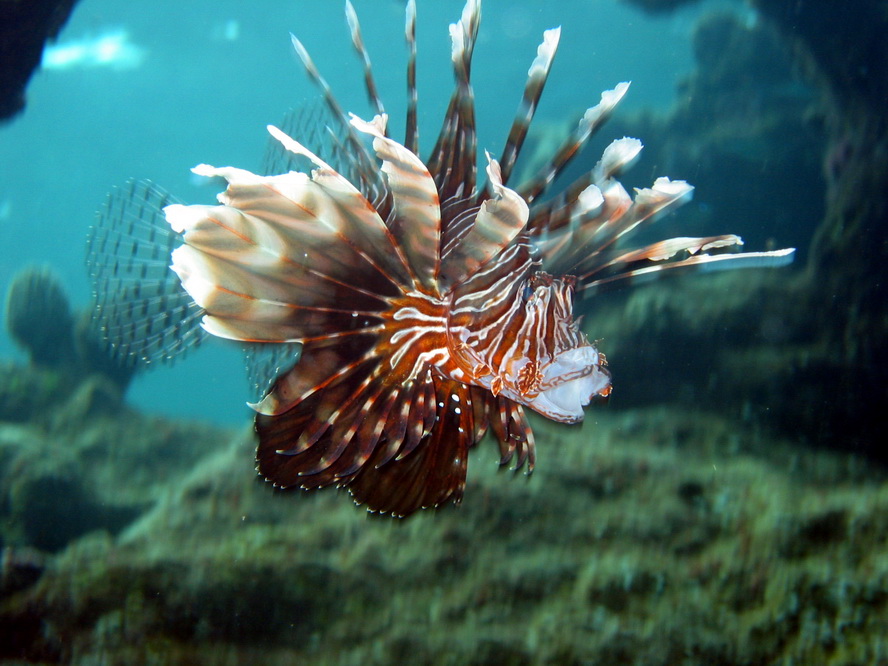 Rotfeuerfisch im Roten Meer