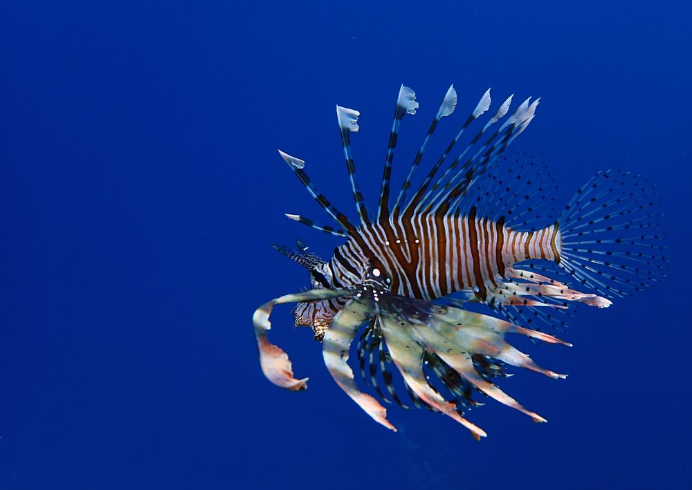 Rotfeuerfisch im Roten Meer