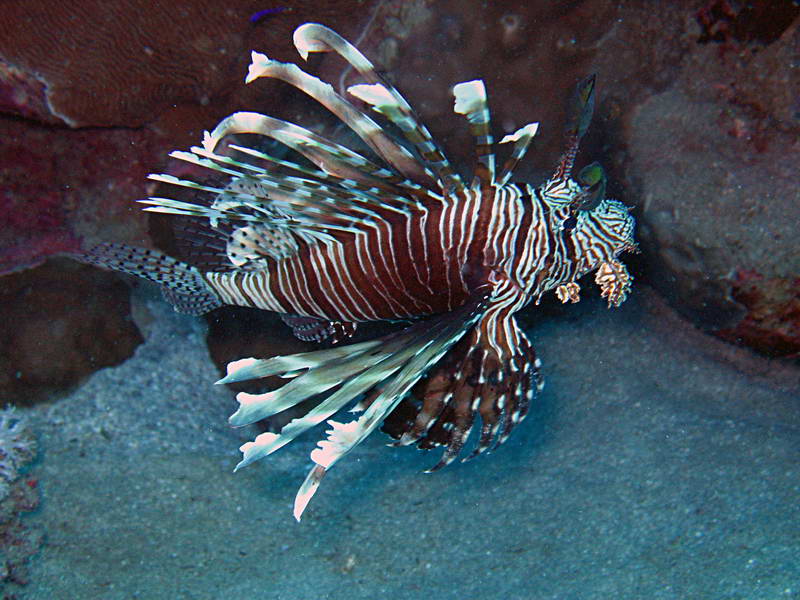 Rotfeuerfisch im Roten Meer