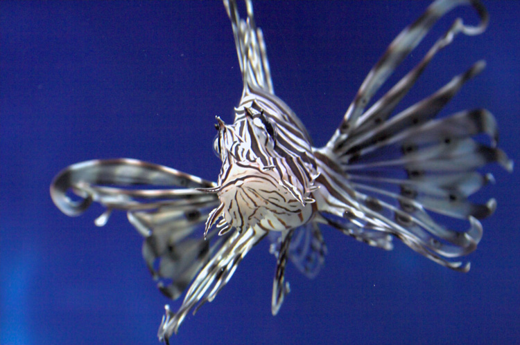 Rotfeuerfisch im Two Oceans Aquarium, Cape Town